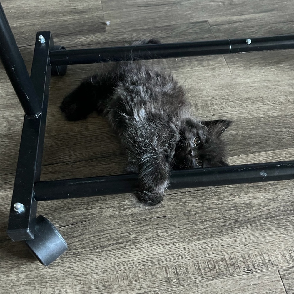 MEET FELIX 🐈‍⬛ - Picture 11 of 12